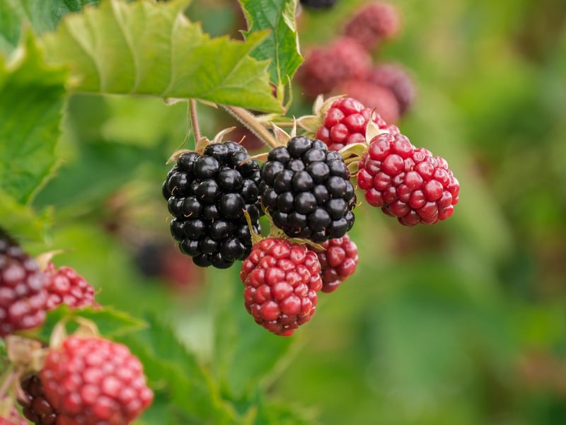 Enchanted Berries