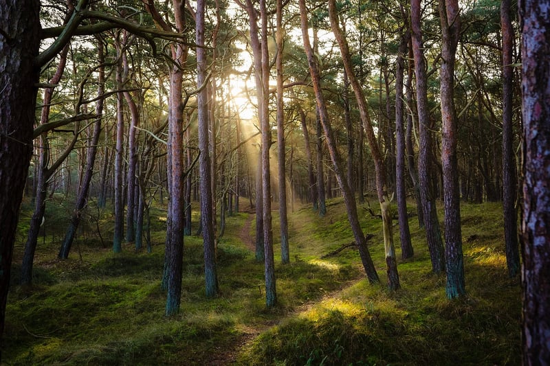 Enchanting Forest Wedding